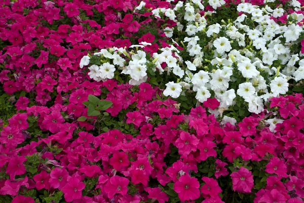 L'impact de la pandémie sur l'achat d'une maison