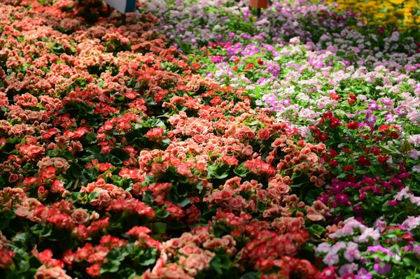 Découvrez le carrelage idéal pour votre projet à réunion