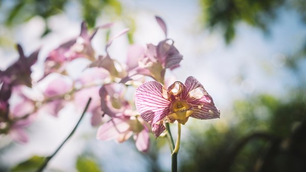 Sauver une orchidée mourante : guide pratique et efficace